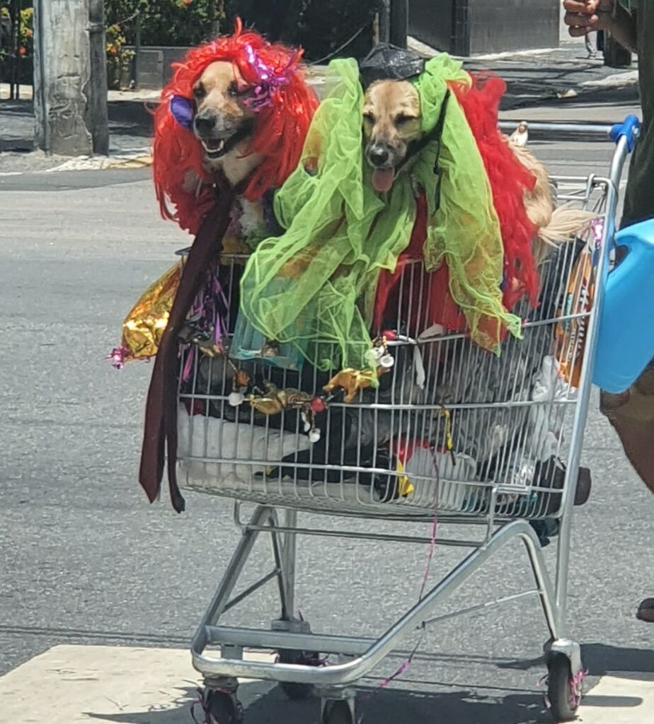 Na época do carnaval, Beethoven e Angélica estavam fantasiados. Foto: Wagner Oliveira